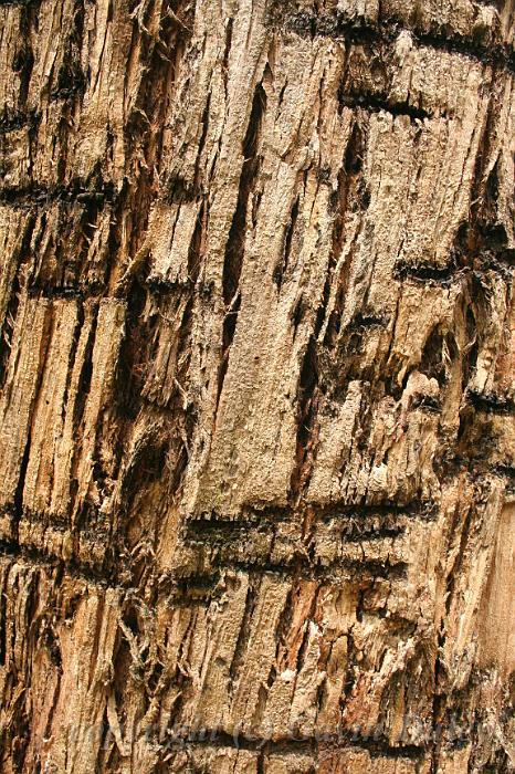 Bark writings, Olinda Arboretum.JPG